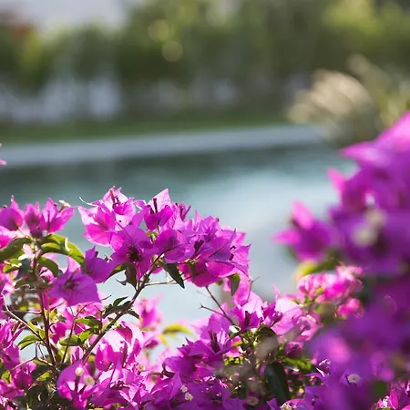 Romantic & Restaurant Cheta Elite