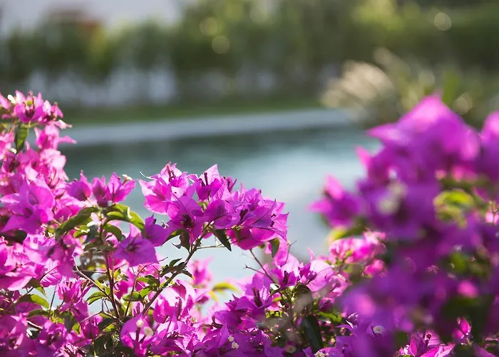 Romantic & Restaurant Cheta Elite